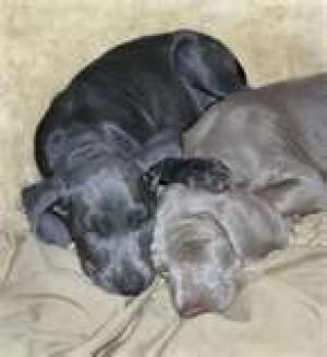 BlueWeimaranerPuppies